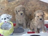 Irk Garanti̇li̇ Top Poodle Yavrular