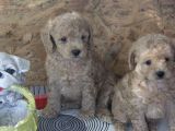 IRK GARANTİLİ TOP POODLE YAVRULAR