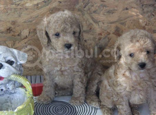 Irk Garanti̇li̇ Top Poodle Yavrular
