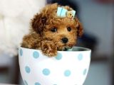 Tooy Poodle Cinsi Kıpkırmızı Red Mini Boy 