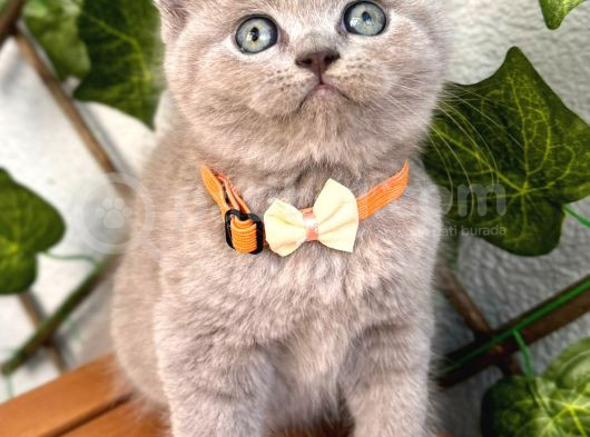 Bu Güzellik Teslime Hazır Lilac Bebek görsel