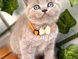 Bu Güzellik Teslime Hazır Lilac Bebek