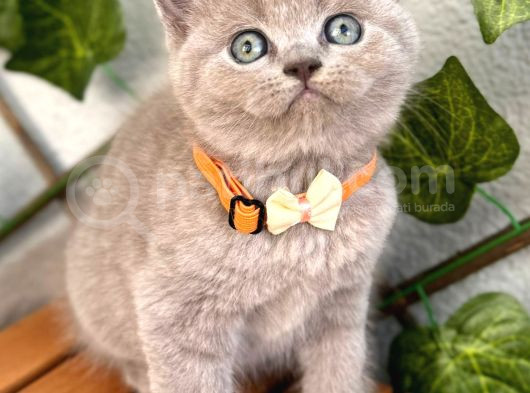 Bu Güzellik Teslime Hazır Lilac Bebek görsel