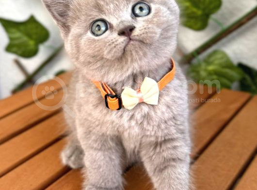 Bu Güzellik Teslime Hazır Lilac Bebek görsel