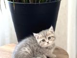 Aşiri Güzel Surat Bri̇ti̇sh Shorthai̇r Yavrum
