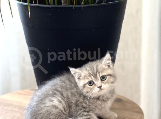 Aşiri Güzel Surat Bri̇ti̇sh Shorthai̇r Yavrum