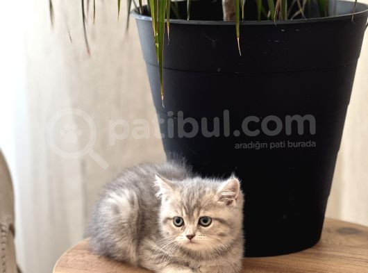 Aşiri Güzel Surat Bri̇ti̇sh Shorthai̇r Yavrum görsel