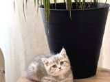 Aşiri Güzel Surat Bri̇ti̇sh Shorthai̇r Yavrum