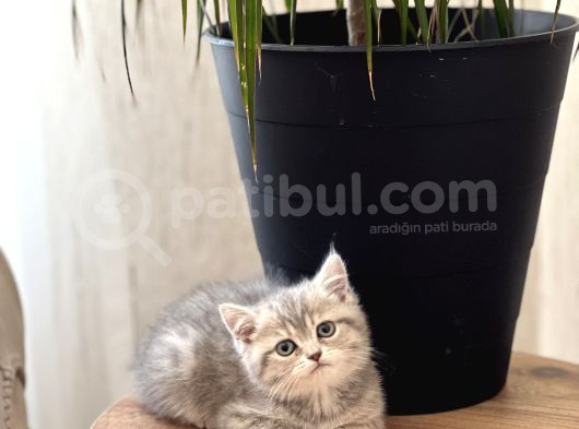Aşiri Güzel Surat Bri̇ti̇sh Shorthai̇r Yavrum görsel