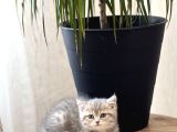 Aşiri Güzel Surat Bri̇ti̇sh Shorthai̇r Yavrum