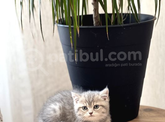 Aşiri Güzel Surat Bri̇ti̇sh Shorthai̇r Yavrum görsel
