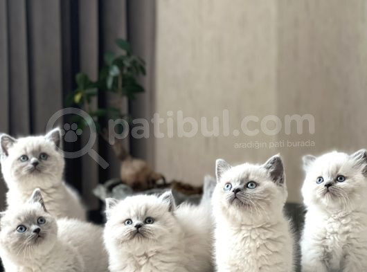 Üst Düzey Kali̇tede Bri̇ti̇sh Blue Poi̇nt Yavrularim görsel