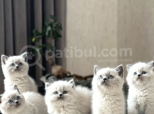 Üst Düzey Kali̇tede Bri̇ti̇sh Blue Poi̇nt Yavrularim görsel