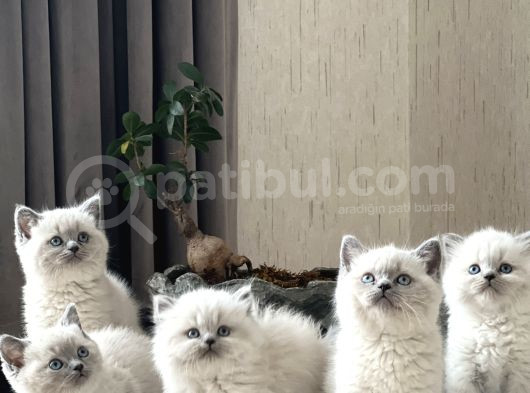 Üst Düzey Kali̇tede Bri̇ti̇sh Blue Poi̇nt Yavrularim görsel