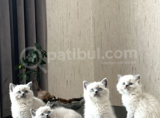 Üst Düzey Kali̇tede Bri̇ti̇sh Blue Poi̇nt Yavrularim