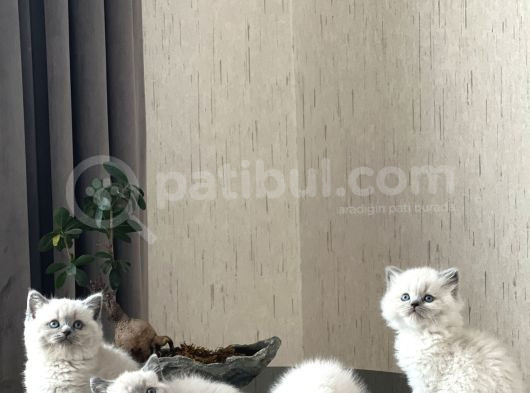 Üst Düzey Kali̇tede Bri̇ti̇sh Blue Poi̇nt Yavrularim görsel