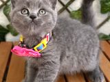 Manken Kızımız British Shorthair Bebemiz
