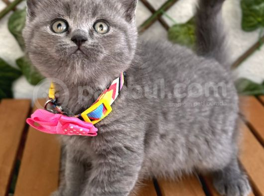 Manken Kızımız British Shorthair Bebemiz görsel