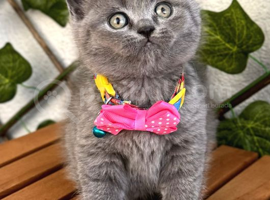Manken Kızımız British Shorthair Bebemiz
