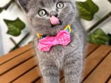 Manken Kızımız British Shorthair Bebemiz