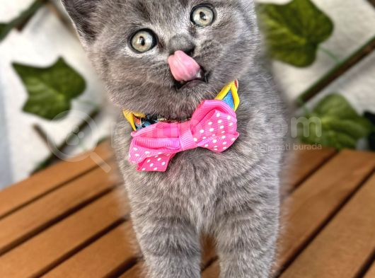 Manken Kızımız British Shorthair Bebemiz görsel