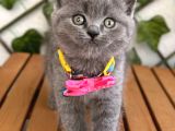 Manken Kızımız British Shorthair Bebemiz