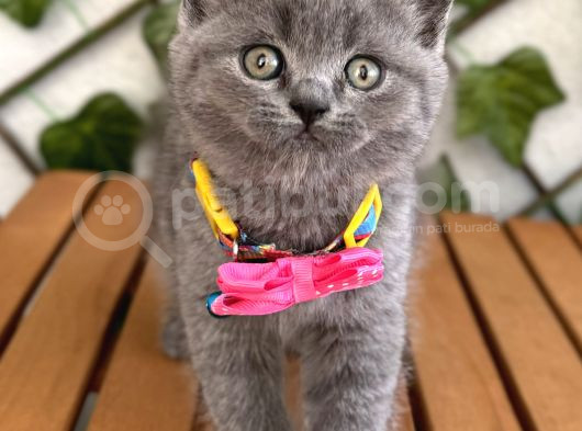 Manken Kızımız British Shorthair Bebemiz görsel