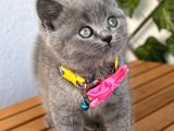 Manken Kızımız British Shorthair Bebemiz