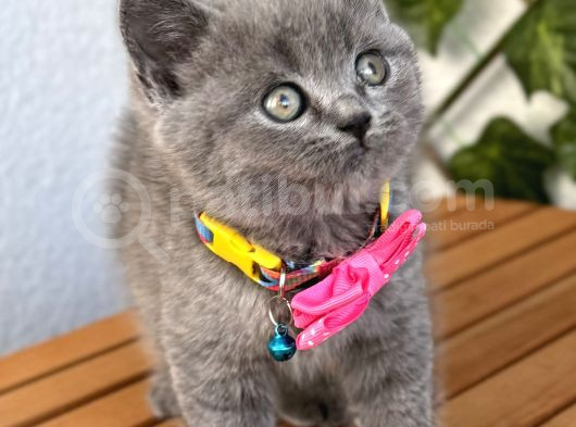 Manken Kızımız British Shorthair Bebemiz görsel