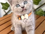Ayıcık Surat Dişi Lilac British Shorthair