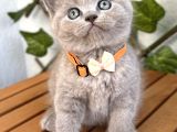 Ayıcık Surat Dişi Lilac British Shorthair