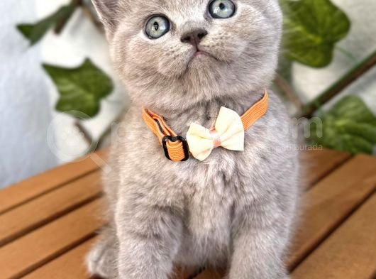 Ayıcık Surat Dişi Lilac British Shorthair görsel