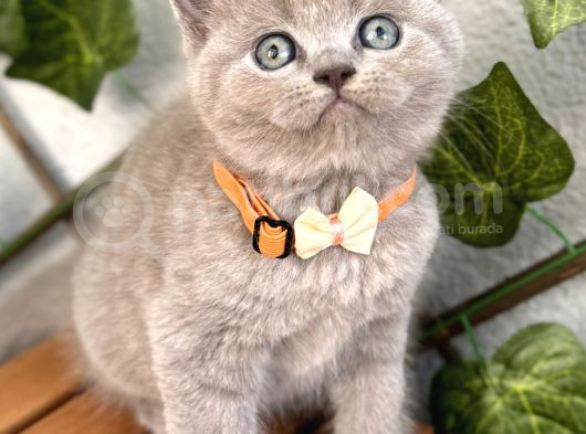 Ayıcık Surat Dişi Lilac British Shorthair görsel