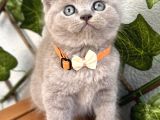 Ayıcık Surat Dişi Lilac British Shorthair