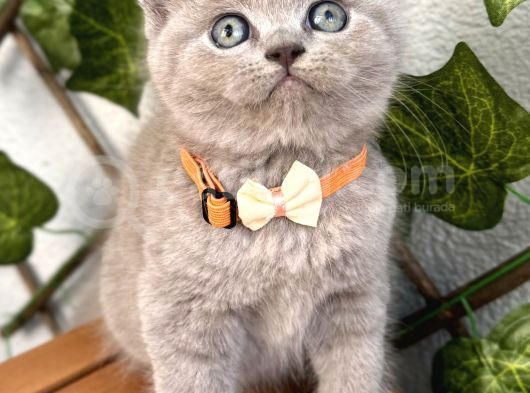 Ayıcık Surat Dişi Lilac British Shorthair görsel