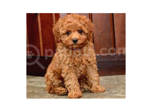Tooy Poodle Cinsi Kıpkırmızı Red Mini Boy 
