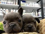 Blue A Kalite İstanbulda Tek French Bulldog Yavrularımız