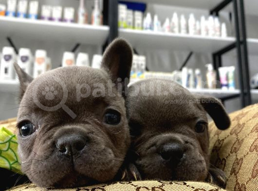 Blue A Kalite İstanbulda Tek French Bulldog Yavrularımız görsel