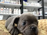 Blue A Kalite İstanbulda Tek French Bulldog Yavrularımız