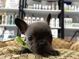 Blue A Kalite İstanbulda Tek French Bulldog Yavrularımız