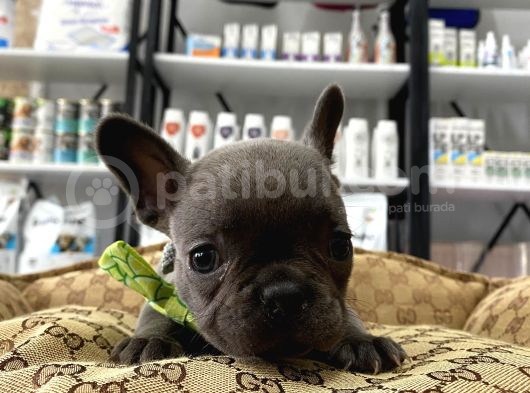 Blue A Kalite İstanbulda Tek French Bulldog Yavrularımız görsel