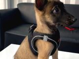 Erkek Belçika Malinois Kurdu Yavrularımız