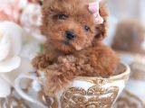 Mini boy puppy kıpkırmızı Red TOOY POODLE 