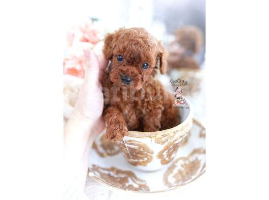 Mini Boy Puppy Kıpkırmızı Red Tooy Poodle  görsel