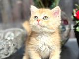 A Kalite Bri̇ti̇sh Shorthai̇r Golden  Yavrular