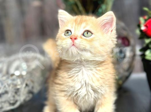 A Kalite Bri̇ti̇sh Shorthai̇r Golden  Yavrular