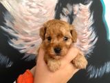 Latte Tadında Maltipoo Bebeklerimiz