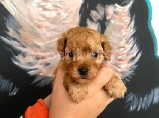 Latte Tadında Maltipoo Bebeklerimiz görsel