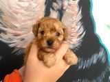 Latte Tadında Maltipoo Bebeklerimiz