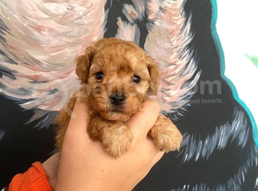 Latte Tadında Maltipoo Bebeklerimiz görsel